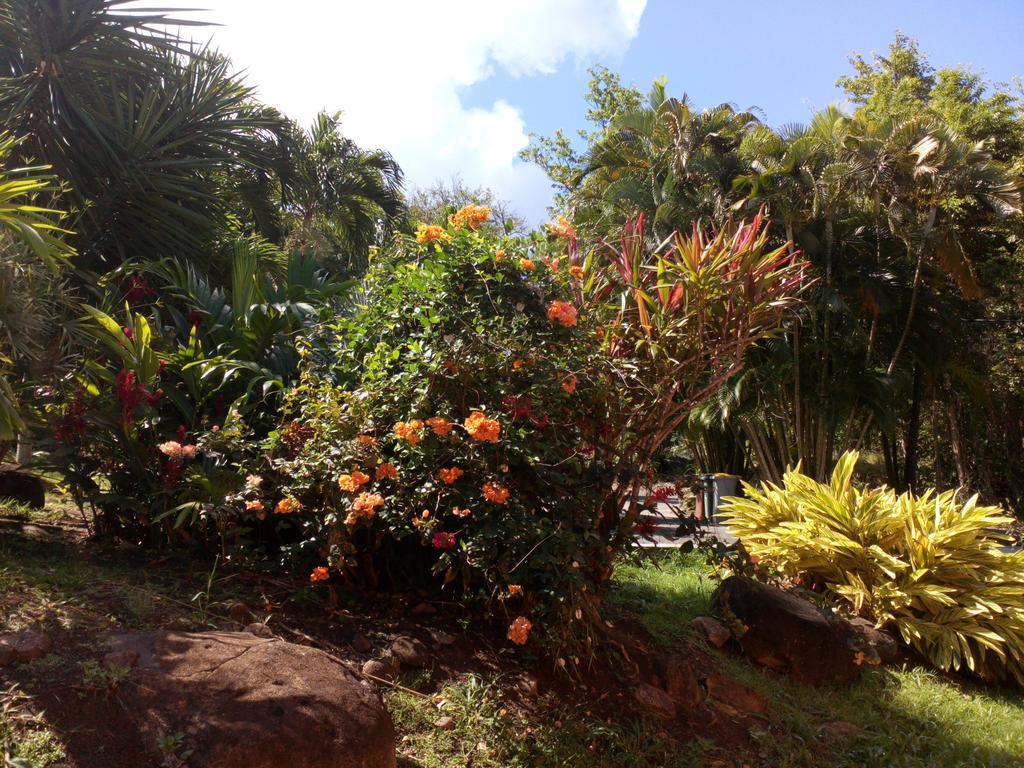 Villa Oasis de Grande Anse à Deshaies Extérieur photo